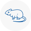 Rat Control Eltham