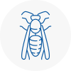 Eltham Wasp Nest Removal